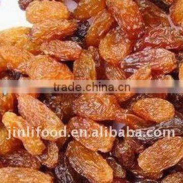 Nature top quality seedless red raisin