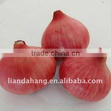 2016 NEW CROP FRESH RED ONION