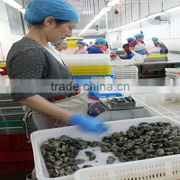 Wild Caught Frozen Black Clam photo-3