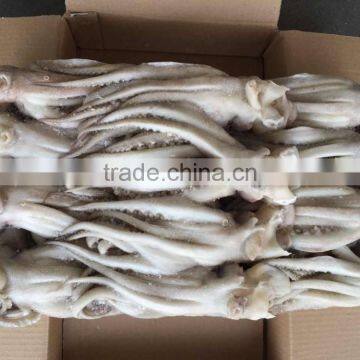 Illex Argentina Frozen Squid Wholesale Tentacle