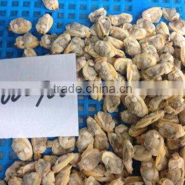 High Quality Frozen Short Necked Clam Meat photo-3