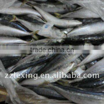 Frozen Whole Round Scad(muroaji) photo-2