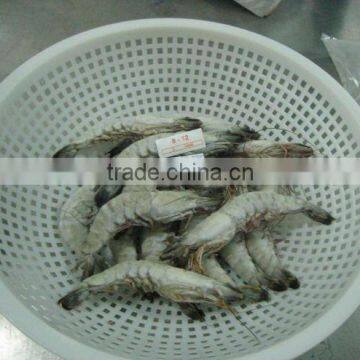 Shrimp