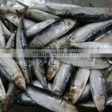 Frozen Sardine Sardinops