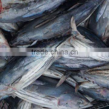 Seafrozen Tuna Fish