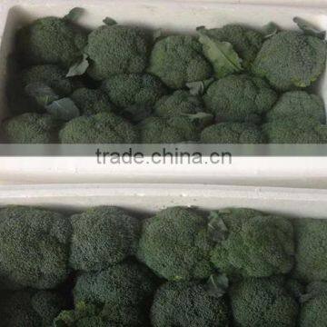 Hot sale Fresh broccoli/green broccoli from factory