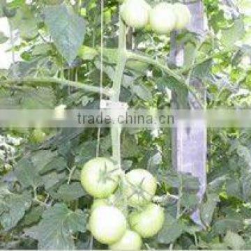 Tomato Grafting Clip