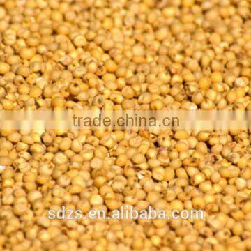 Looking for feed sorghum