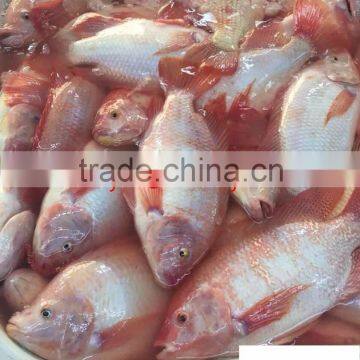 Export hot sell frozen red tilapia