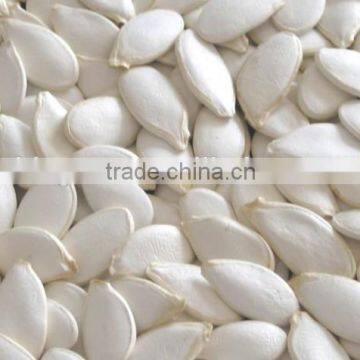 Chinese Snow White Pumpkin Seeds in Bulk Sale