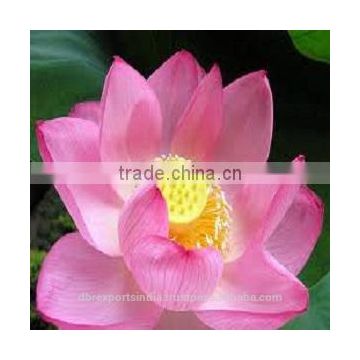 Pink Lotus Oil from India