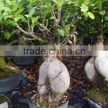 mini trees ficus ginseng