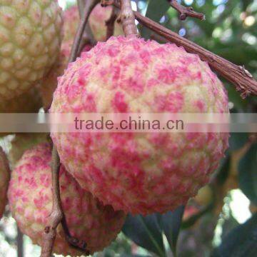 Chinese Fresh Lichee with competitive price