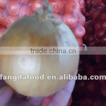 Fresh round shape yellow onion