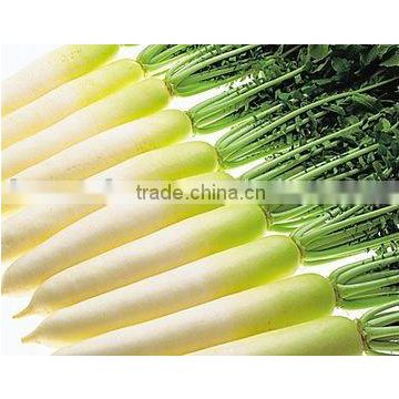 10kg/20kg pack white radish