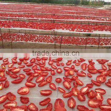 2015 Fresh Bulk Dry Tomatoes