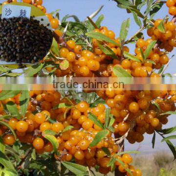 High Quality Big Fruit Type Hippophae Rhamnoides/Sea buckthorn Seed For Growing