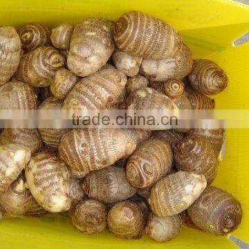 Eddoes (fresh Taroes) photo-2