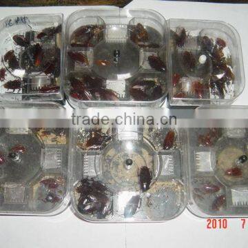 Cockroach Trap photo-2