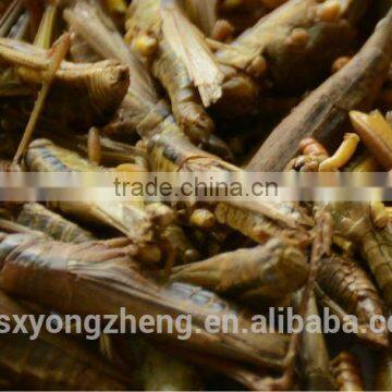 China Supplier Insect Protein Dried Grasshoppers