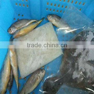 quality yellow fish for sale