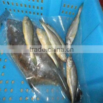 silver fish seafood with quailty sea fish aqua