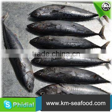 Hot Selling 18 Months Shelf Life Frozen on Board Bonito photo-6