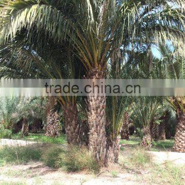 Phoenix Dactylifera "Date Palm Tree" photo-2