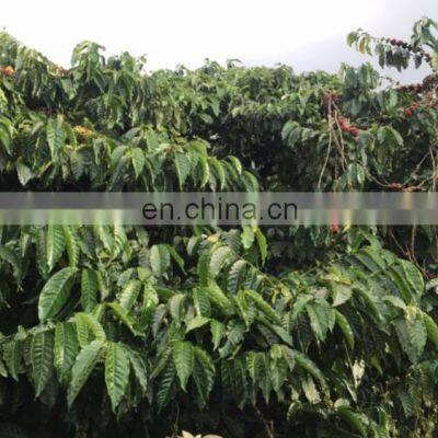 Coffee Beans photo-4