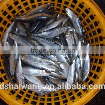 High quality WR fresh sardine fish