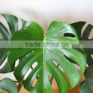 Excellent quality Cheapest Fresh Cut Monstera Foliage