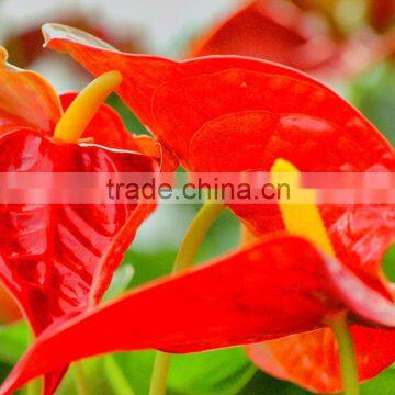 Factory stylish anthurium flowers and plants