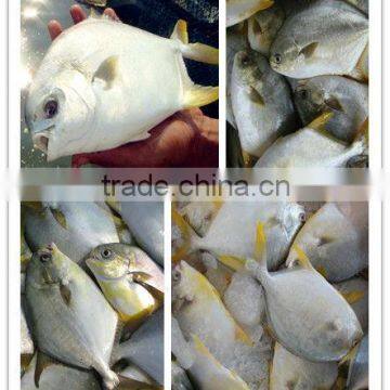 Frozen whole golden pomfret fish