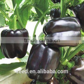 hybrid purple pepper seeds SXP No.8