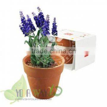 Mini flower(figuline pot),pet plant,promotion product