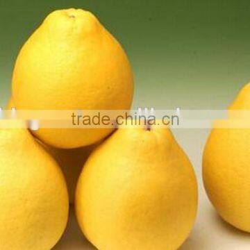 Hot sale fresh Pomelo with good quality foy sale