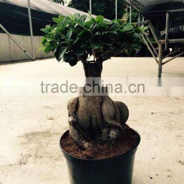 indoor ginseng ficus bonsai