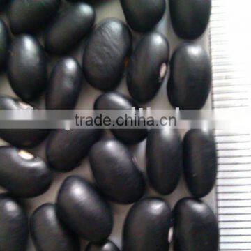 Organic Black Kidney Bean (2010 Crop, heilongjiang origin. hps quality)