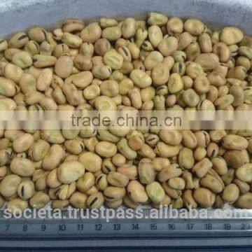 Australian Faba Beans, Fava Beans, Vicia Faba photo-2