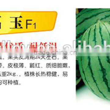 Chinese Hybrid F1 Sweet Small Gift Watermelon Seed For Growing-Fortune Jade F1