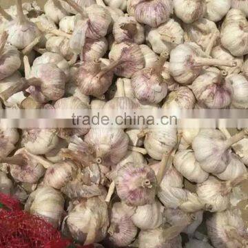 China Top 8 Manufacturer Supplier 2016 Fresh Garlic for Indonesia, Malaysia, Brazil photo-2