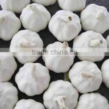 Jinxiang White Garlic pack in 10kg/mesh bag