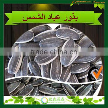 Hot Sell Chinese Raw Big Size High Quality In Shell Sunflower Seeds