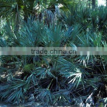 Saw Palmetto Extract Powder photo-2