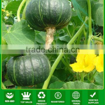 JPU07 Tianma high yield yellow flesh hybrid pumpkin seeds f1