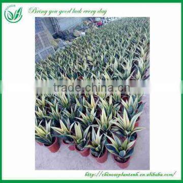 Gloden Frame Sansevieria Nursery photo-5
