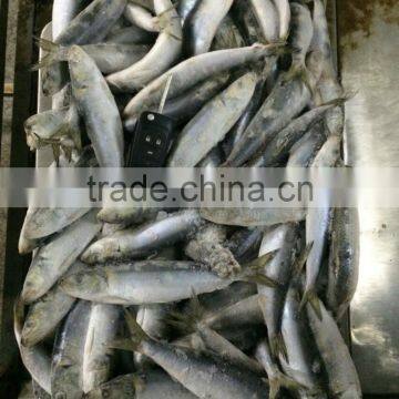 Fresh Frozen Sardine (Sardinella Longiceps) WR for Canning