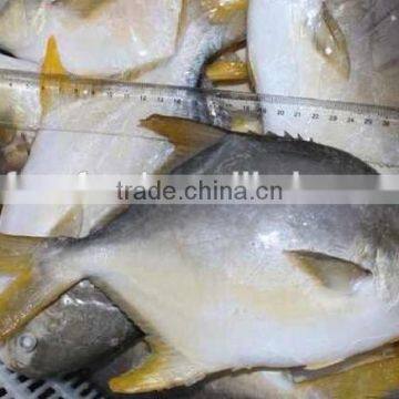 grouper fish of gold pomfret