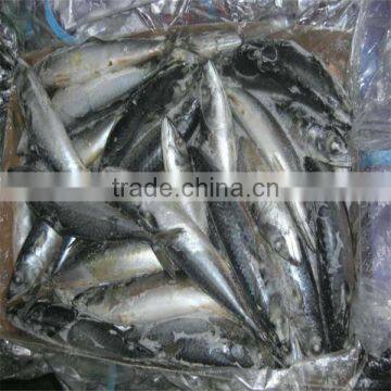 sea food wholesale fishing