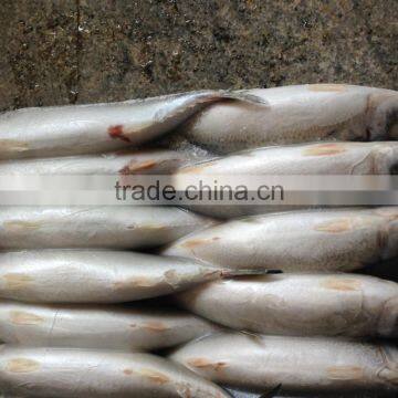 Frozen W/R Seafood Pacific Mackerel Fresh High-quality Pacific Mackerel